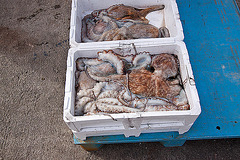 20110610 5830RWw [F] Fischfang [Le Grau du Roi], Camargue