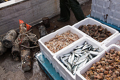 20110610 5825RWw [F] Fischfang [Le Grau du Roi], Camargue