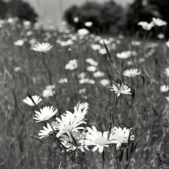 Marguerites