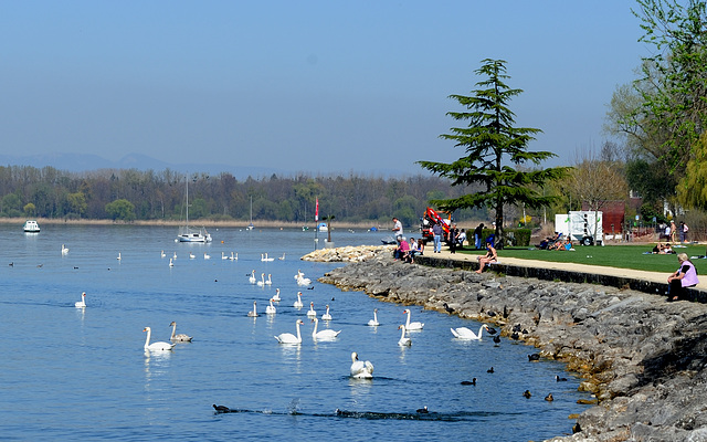 Lac de Morat