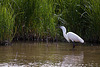 20110609 5808RTw [F] Seidenreiher, Krebs (16.07.14 h), Tour Carbonnière, Camargue