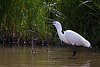 20110609 5807RTw [F] Seidenreiher, Krebs (16.07.14 h), Tour Carbonnière, Camargue