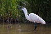 20110609 5806RTw {F] Seidenreiher, Krebs (16.07.14 h), Tour Carbonnière, Camargue