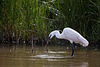 20110609 5804RTw [F] Seidenreiher, Krebs (16.07.08 h), Tour Carbonnière, Camargue