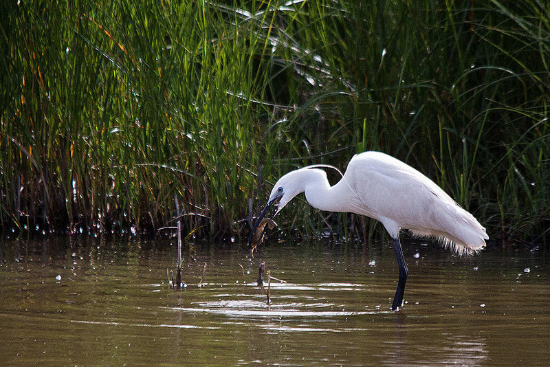 20110609 5804RTw [F] Seidenreiher, Krebs (16.07.08 h), Tour Carbonnière, Camargue