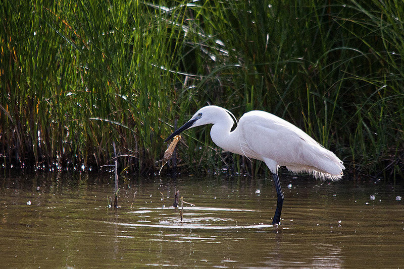 20110609 5803RTw [F] Seidenreiher (Egretta garzetta), Sumpfkrebs (Pontastacus leptodactylus), (16.07.07 h), Tour Carbonnière, Camargue
