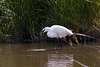 20110609 5802RTw [F] Seidenreiher, Krebs (16.06.28 h), Tour Carbonnière, Camargue