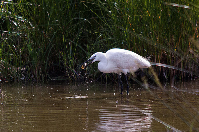 20110609 5801RTw [F] Seidenreiher, Krebs (16.06.27 h), Tour Carbonnière, Camargue