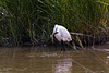 20110609 5800RTw [F] Seidenreiher, Krebs (16.06.18 h), Tour Carbonnière, Camargue