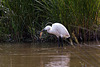 20110609 5799RTw [F] Seidenreiher, Krebs (16.06.11 h), Tour Carbonnière, Camargue