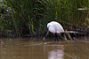 20110609 5797RTw [F] Seidenreiher, Krebs (16.06.09 h), Tour Carbonnière, Camargue