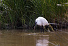 20110609 5796RTw [F] Seidenreiher, Krebs (16.06.08 h), Tour Carbonnière, Camargue