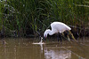 20110609 5795RTw [F] Seidenreiher, Krebs (16.06.04 h), Tour Carbonnière, Camargue