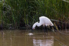 20110609 5794RTw [F] Seidenreiher, Krebs (16.06.03 h), Tour Carbonnière, Camargue