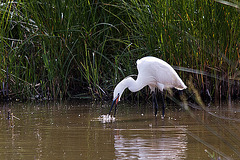 20110609 5794RTw [F] Seidenreiher (Egretta garzetta), Sumpfkrebs (Pontastacus leptodactylus), (16.06.03 h), Tour Carbonnière, Camargue