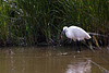 20110609 5793RTw [F] Seidenreiher, Krebs (16.05.59 h), Tour Carbonnière, Camargue