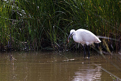 20110609 5793RTw [F] Seidenreiher (Egretta garzetta), Sumpfkrebs (Pontastacus leptodactylus), (16.05.59 h), Tour Carbonnière, Camargue