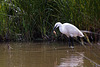 20110609 5792RTw [F] Seidenreiher, Krebs (16.05.58 h), Tour Carbonnière, Camargue