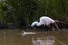 20110609 5791RTw [F] Seidenreiher, Krebs (16.05.57 h), Tour Carbonnière, Camargue