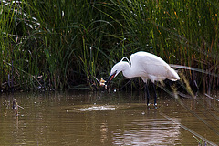 20110609 5790RTw [F] Seidenreiher, Krebs (16.05.56 h), Tour Carbonnière, Camargue