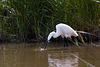 20110609 5789RTw [F] Seidenreiher, Krebs (16.05.55 h), Tour Carbonnière, Camargue