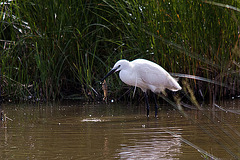 20110609 5788RTw [F] Seidenreiher (Egretta garzetta), Sumpfkrebs (Pontastacus leptodactylus), (16.05.54 h), Tour Carbonnière, Camargue