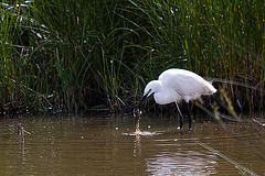 20110609 5787RTw [F] Seidenreiher (Egretta garzetta), Sumpfkrebs (Pontastacus leptodactylus), (16.05.53 h), Tour Carbonnière, Camargue