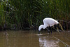 20110609 5786RTw [F] Seidenreiher, Krebs (16.05.52 h), Tour Carbonnière, Camargue