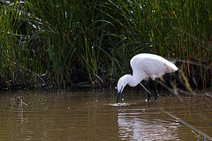 20110609 5786RTw [F] Seidenreiher (Egretta garzetta), Sumpfkrebs (Pontastacus leptodactylus), (16.05.52 h), Tour Carbonnière, Camargue