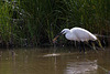 20110609 5785RTw [F] Seidenreiher, Krebs (16.05.51 h), Tour Carbonnière, Camargue