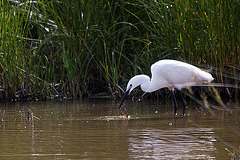 20110609 5783RTw [F] Seidenreiher (Egretta garzetta), Sumpfkrebs (Pontastacus leptodactylus), (16.05.49 h), Tour Carbonnière, Camargue