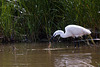 20110609 5782RTw [F] Seidenreiher, Krebs (16.05.48 h), Tour Carbonnière, Camargue