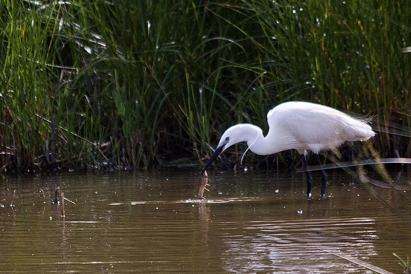 20110609 5782RTw [F] Seidenreiher (Egretta garzetta), Sumpfkrebs (Pontastacus leptodactylus) (16.05.48 h), Tour Carbonnière, Camargue