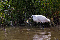 20110609 5781RTw [F] Seidenreiher (Egretta garzetta), Sumpfkrebs (Pontastacus leptodactylus), (16.05.42 h), Tour Carbonnière, Camargue