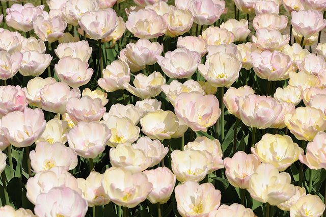 Tulipes