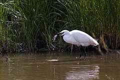 20110609 5780RTw [F] Seidenreiher (Egretta garzetta), Sumpfkrebs (Pontastacus leptodactylus), (16.05.41 h), Tour Carbonnière, Camargue