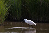 20110609 5779RTw [F] Seidenreiher, Krebs (16.04.56 h), Tour Carbonnière, Camargue