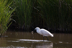 20110609 5779RTw [F] Seidenreiher (Egretta garzetta), Sumpfkrebs (Pontastacus leptodactylus), (16.04.56 h), Tour Carbonnière, Camargue