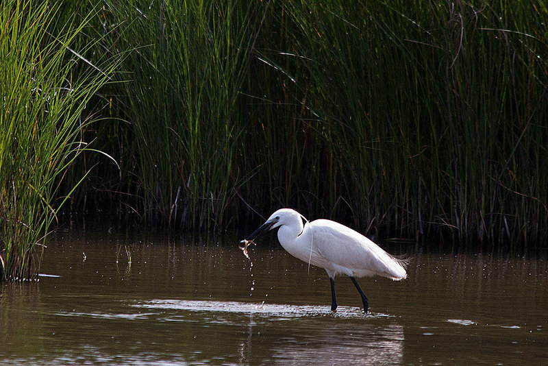 20110609 5779RTw [F] Seidenreiher (Egretta garzetta), Sumpfkrebs (Pontastacus leptodactylus), (16.04.56 h), Tour Carbonnière, Camargue