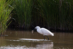 20110609 5778RTw [F] Seidenreiher (Egretta garzetta), Sumpfkrebs (Pontastacus leptodactylus), (16.04.55 h), Tour Carbonnière, Camargue