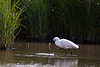 20110609 5777RTw [F] Seidenreiher, Krebs (16.04.57 h), Tour Carbonnière, Camargue