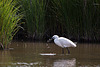 20110609 5776RTw [F] Seidenreiher, Krebs (16.04.54 h), Tour Carbonnière, Camargue