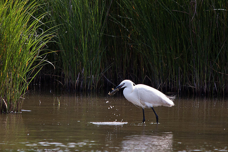 20110609 5776RTw [F] Seidenreiher (Egretta garzetta), Sumpfkrebs (Pontastacus leptodactylus), (16.04.54 h), Tour Carbonnière, Camargue
