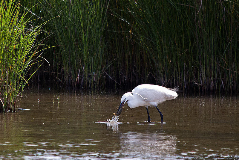 20110609 5775RTw [F] Seidenreiher, Krebs (16.04.53 h), Tour Carbonnière, Camargue