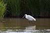 20110609 5774RTw [F] Seidenreiher, Krebs (16.04.52 h), Tour Carbonnière, Camargue