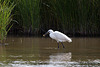 20110609 5773RTw [F] Seidenreiher, Krebs (16.04.51 h), Tour Carbonnière, Camargue