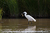 20110609 5772RTw [F] Seidenreiher, Krebs (16.04.50 h), Tour Carbonnière, Camargue