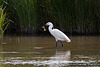 20110609 5771RTw [F] Seidenreiher, Krebs (16.04.49 h), Tour Carbonnière, Camargue