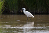 20110609 5770RTw [F] Seidenreiher, Krebs (16.04.48 h), Tour Carbonnière, Camargue