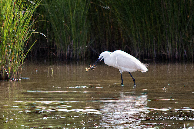 20110609 5769RTw [F] Seidenreiher, Krebs (16.04.47 h), Tour Carbonnière, Camargue